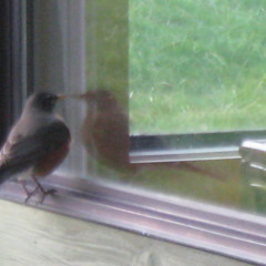 Sümeyra   Dere Akar Bulanık