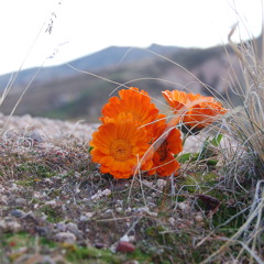 Kazim Koyuncu Gulbeyaz - Divane Aşık Gibi - 2