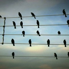 Two Birds - Regina Spektor ( Cover )