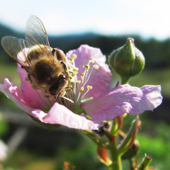 Blackberry Blossom