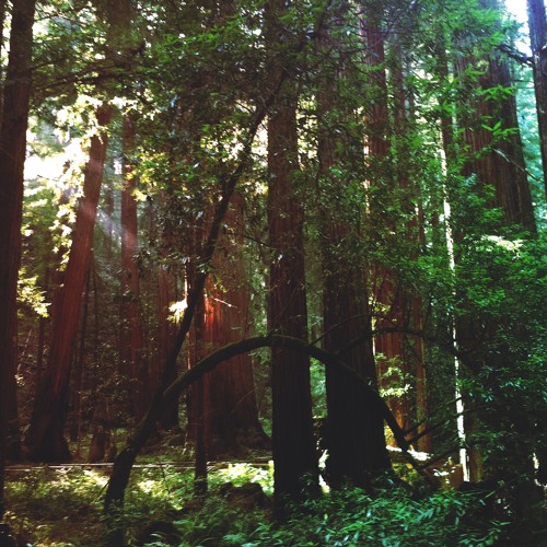 Deep Forest Meditation