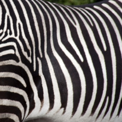 Neo Klang - Zebra