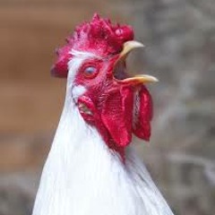The Horny ROOSTER
