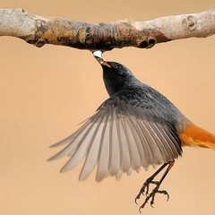 عبد الحليم كفاية نورك عليا