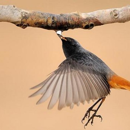 عبد الحليم كفاية نورك عليا