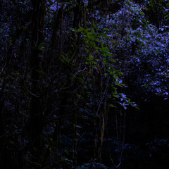 Evening in the Forest - Doi Inthanon NP, Thailand