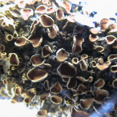 The Dark Side Of The Moog (Radio Città Del Capo)