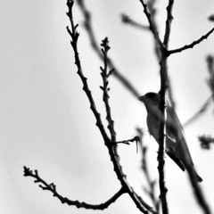 anifo - Eigentlich Nichtig (Lyrics by Tom nurfah.tumblr.com)