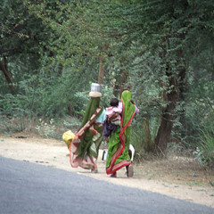 Sarangui tabla - Monkey temple - Inde