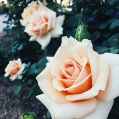 pleasure-silence-الجمال ^_^