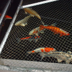 Shakuhachi and Koi - 尺八愛錦鯉