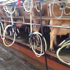 Rhythm of milking  at Middle farm, Firle