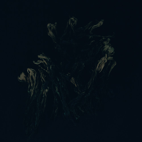 August Rosenbaum - Celeste