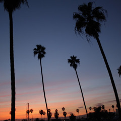 Palm Trees @ NIght