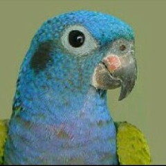 Espera, espera, lorito a El Bierzo