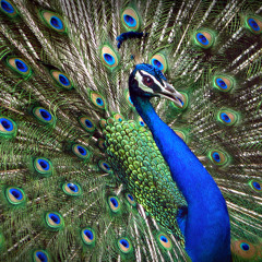 Running Away - Julian