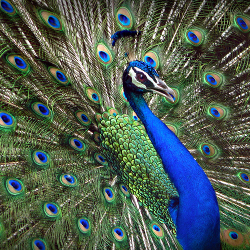 Running Away - Julian