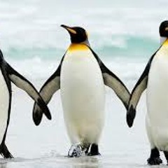 1. Senam Pinguin
