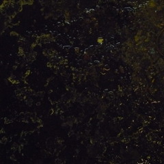 Dive/Search