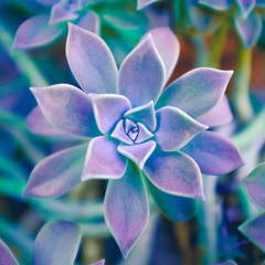 Earth - Metamorphosis