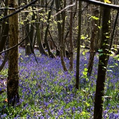 British habitat recordings