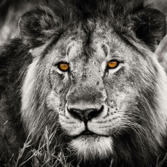 IDM feat. DECEP-T-CON