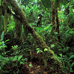 Darker Side of the Amazon