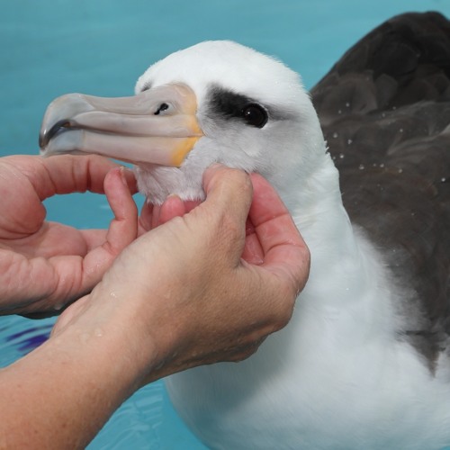 Sounds of the sea: Learn what makes our Laysan albatross Makana such a special ocean ambassador.