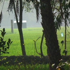 ব্যাঙ আর ঝিঁঝিঁর কোরাস।