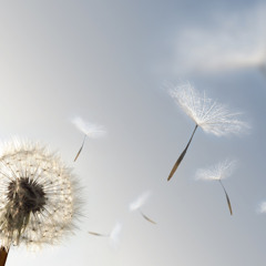 Art Of Letting Go (Dreamality Episode 15) [Apr 2015]