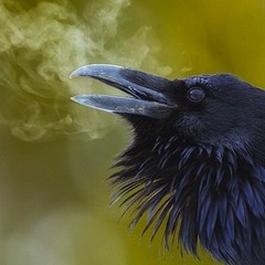 Ravens Breath