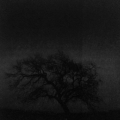Calexico - Hair Like Spanish Moss
