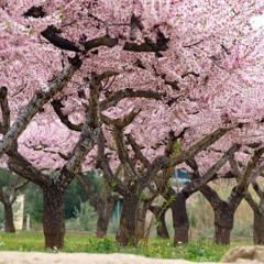 PAPI GOON - s a m u r a i