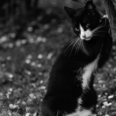 272 Merry Orks demo - two goblins arguing