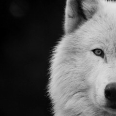 WOLFIZM - NISDEG CHONO (OFFICIAL AUDIO)