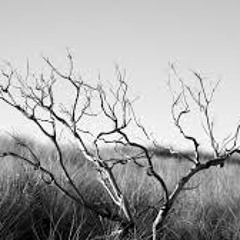 The Black Tree Shook At Midnight