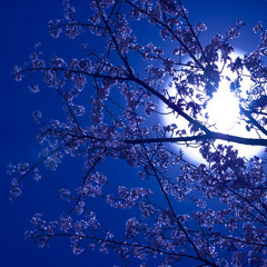 月光夜桜-Under The Moon-