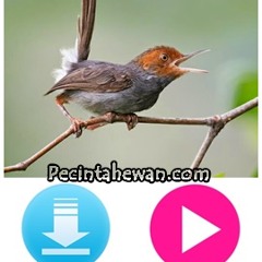 Download Suara Burung Prenjak Betina