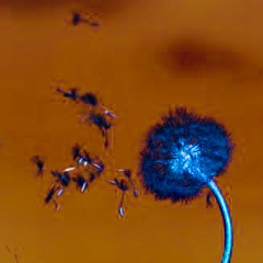 TheWind