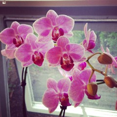 Thousand Miles by Tove Lo - cover by Hayley