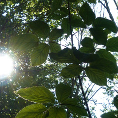 Ambient Machinery: Feedback - Movt. 3 Mercury Jacknife