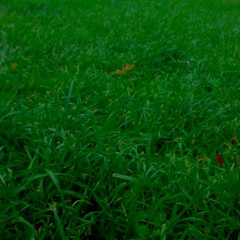 Grass