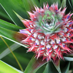 New private playlist