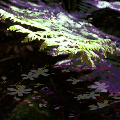 Nezbit - Regrowth Festival 2015 - Madrugada