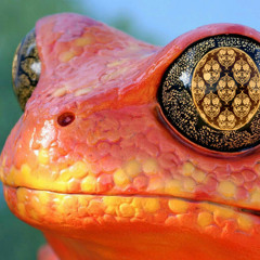 Tomorrow (Silverchair cover)