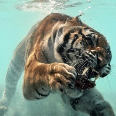 STACEY - Calling Me at ....