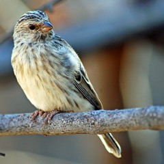 Suara Burung Blackthroat Berkicau
