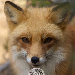 Ylvis - What Does The Fox Say (Chill Trap - Dubstep Remix By Lycus)