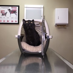 Indifferent Black Cat