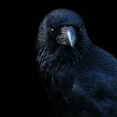 Darwin - Restrictions Mix